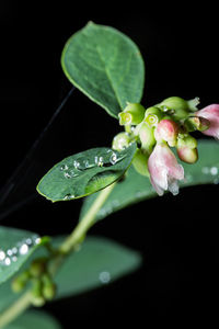 Close-up of water drops on flower against black background