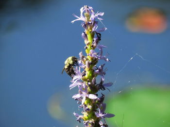 Close-up of insect on purple flowering plant