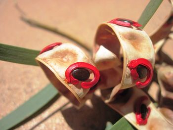 High angle view of open plant pod with seeds