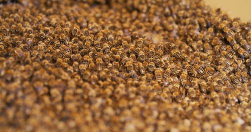 Macro shot of bees producing honey