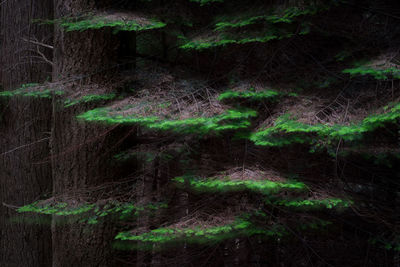 Full frame shot of plants growing on stone wall