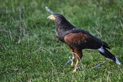 Close-up of a bird on grass