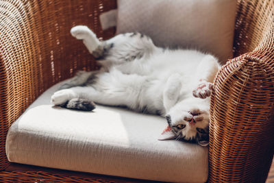 Cat sleeping on armchair at home