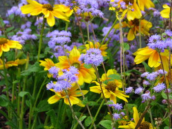 Close-up of purple flowering plants in park