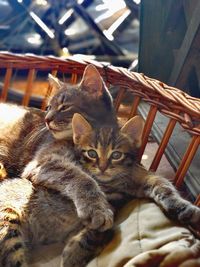 Portrait of cat relaxing on floor