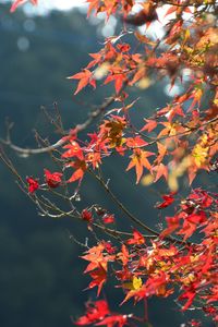 Close-up of red maple leaves on tree