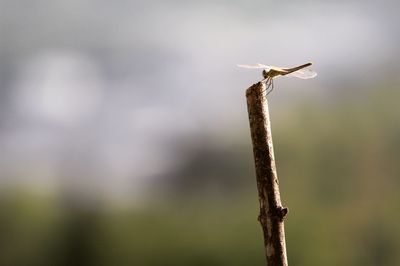 Close-up of lizard on rusty metal