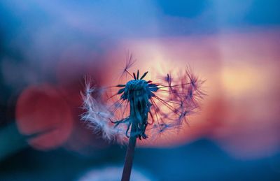 Close-up of dandelion