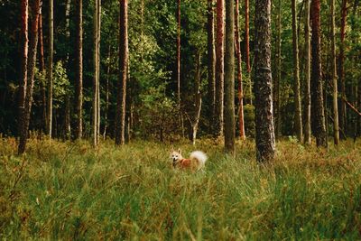 View of a forest with a dog
