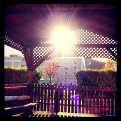 Sun shining through trees