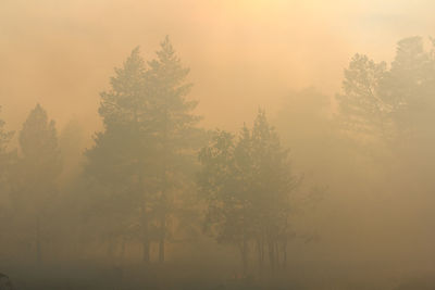 Trees during a forest fire