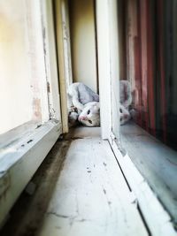 Close-up of cat resting on window sill