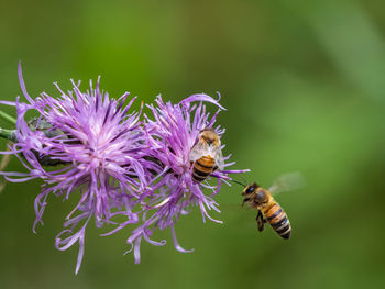 Close-up of bee pollinating on purple flower