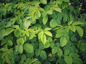Full frame shot of plants