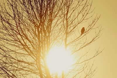 Sun shining through bare trees