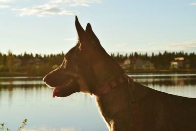 Close-up of dog by lake against sky
