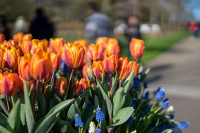 Close-up of orange tulips