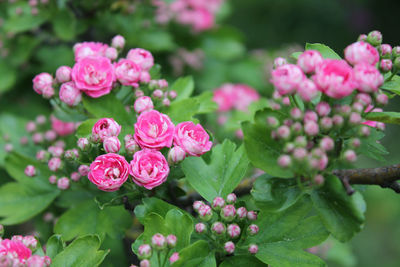 Close-up of pink flowers