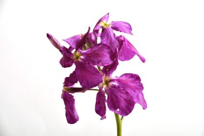 Close-up of fresh pink flowers against white background