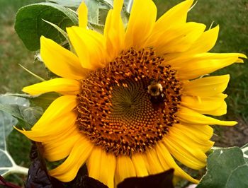 Close-up of sunflower