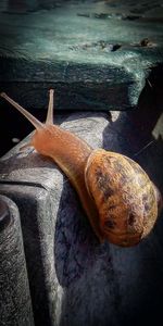 snail