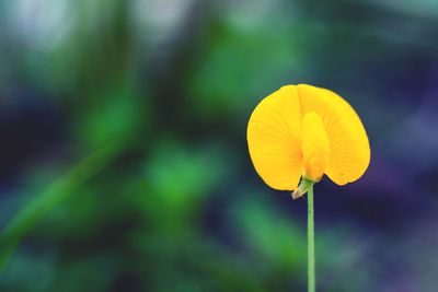 Close-up of yellow flowering plant