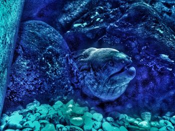 Close-up of fish swimming in sea