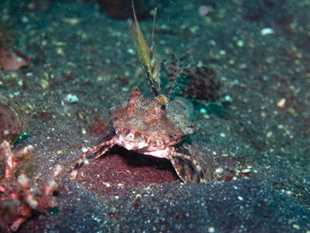 Close-up of turtle