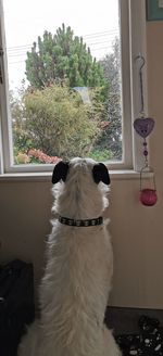 Dog looking through window