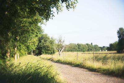 Scenic view of field against clear sky