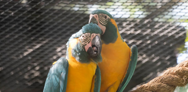 Close-up of parrot in cage