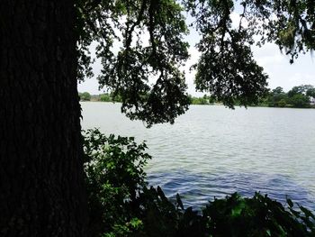 Trees by lake against sky