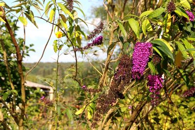 Close-up of purple flowering plants