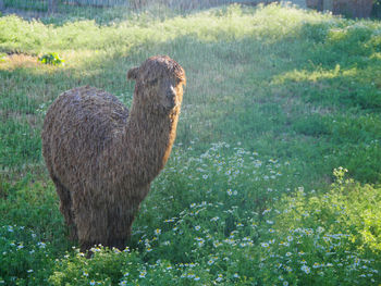 Sheep standing on field