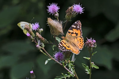 Close-up of butterfly pollinating on purple flower