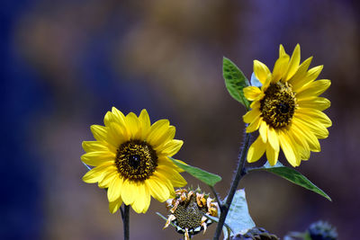 Close-up of insect on sunflower