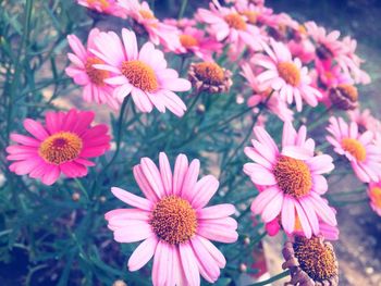 Close-up of flowers