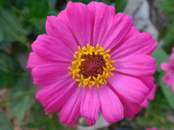 Close-up of pink flower blooming outdoors