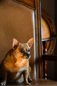 Close-up of a dog looking away