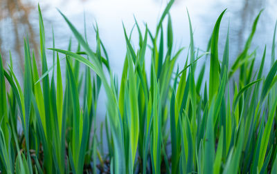 Close-up of grass growing on field