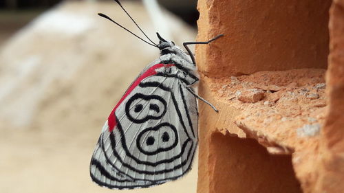 Close-up of butterfly