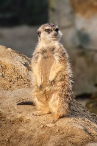 Merrkat sitting on rock