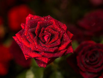 Close-up of wet red rose