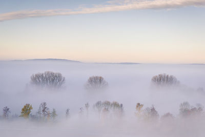 Scenic view of trees against sky