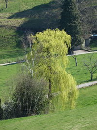 Trees and grass in park