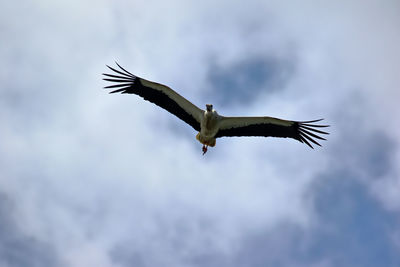 Low angle view of bird flying against cloudy sky