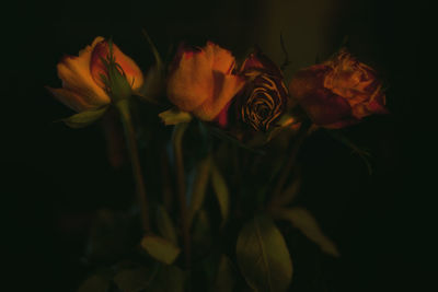 Close-up of orange flower against black background