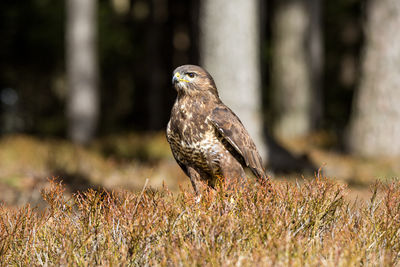 A common buzzard in woodland