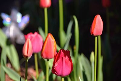 Close-up of red tulips