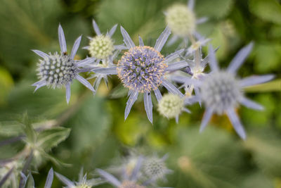 Close-up of flowers blooming outdoors